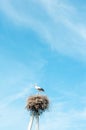 White stork family nest with little babies Royalty Free Stock Photo