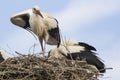 White stork fanning self in nest
