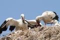 White stork feeding chicks at nest Royalty Free Stock Photo