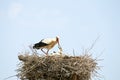 White stork feeding her babies on the nest Royalty Free Stock Photo