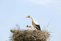 White stork feeding her babies on the nest Royalty Free Stock Photo
