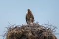 White stork feeding her family Royalty Free Stock Photo