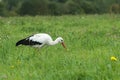 White stork feeding outdoors and swallowing green caterpillar on clover flowering meadow