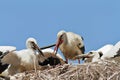 White stork feeding youngsters