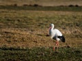 White stork in field Royalty Free Stock Photo