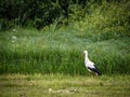 White stork in a field. Royalty Free Stock Photo