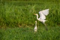 White stork at field Royalty Free Stock Photo