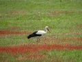 White stork on a field Royalty Free Stock Photo