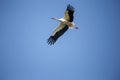 White stork flies against the background of a clear blue sky, copy space Royalty Free Stock Photo