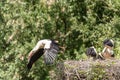 A white stork flies away from the nest looking for food for its