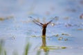 A white stork flies and carries a branch for the nest Royalty Free Stock Photo