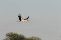 A white stork flies and carries a branch for the nest Royalty Free Stock Photo