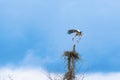 A white stork in flight hovering over a nest. Early spring Royalty Free Stock Photo