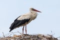 White stork in flight Royalty Free Stock Photo