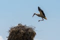 White stork in flight Royalty Free Stock Photo