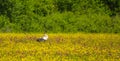 White Stork at flower meadow