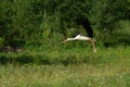 White stork flying Royalty Free Stock Photo