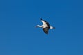 White stork flying against a clear blue sky. Royalty Free Stock Photo