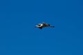 White stork flying against a clear blue sky. Royalty Free Stock Photo