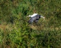 White stork flying along trees Royalty Free Stock Photo