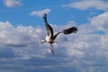 White Stork flying with blue sky. Ciconia ciconia Royalty Free Stock Photo