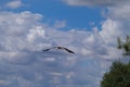 White Stork flying with blue sky. Ciconia ciconia Royalty Free Stock Photo