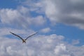 White Stork flying with blue sky. Ciconia ciconia Royalty Free Stock Photo