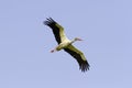 White Stork flying with blue sky / Ciconia ciconia