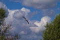 White Stork flying with blue sky. Ciconia ciconia Royalty Free Stock Photo