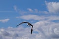 White Stork flying with blue sky. Ciconia ciconia Royalty Free Stock Photo