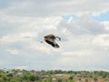 White stork flying Royalty Free Stock Photo