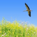 White stork flying in clear blue sky Royalty Free Stock Photo
