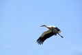 White stork flying outdoor against the sky Royalty Free Stock Photo