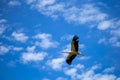 White Stork flying over the blue sky Royalty Free Stock Photo