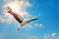 White stork flying in sky on background of the sun. Royalty Free Stock Photo