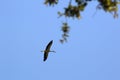 White Stork Flying In The Sky Royalty Free Stock Photo