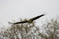 Ciconia ciconia, white stork flying on sky Royalty Free Stock Photo