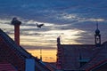 White stork flying to nest and family by sunset sky over rooftops Royalty Free Stock Photo