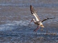 White Stork flying with twig Royalty Free Stock Photo