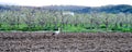 White stork on the fresh plowed field