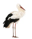 White Stork in front of a white background
