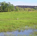 White stork in grass Royalty Free Stock Photo