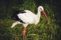 White stork on green grass