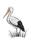 The White Stork, hand drawn vector illustration Royalty Free Stock Photo