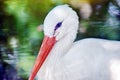 White Stork Head Closeup Portrait in Pond Royalty Free Stock Photo