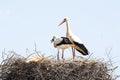 White stork with her baby in spring Royalty Free Stock Photo