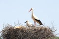White stork with her baby in spring Royalty Free Stock Photo