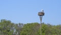 White stork high up on nesting pole above trees