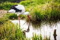 White Stork hunting Royalty Free Stock Photo