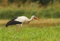 White stork hunting in the grass Royalty Free Stock Photo